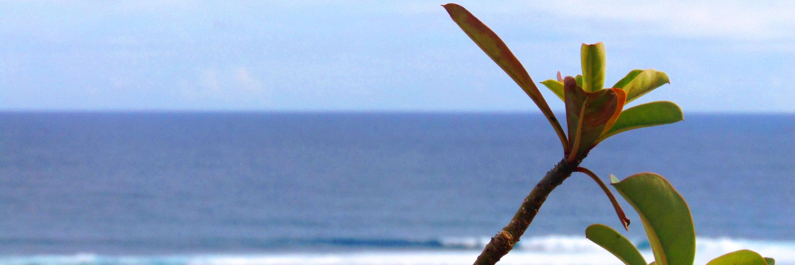 RRasano's profile banner image