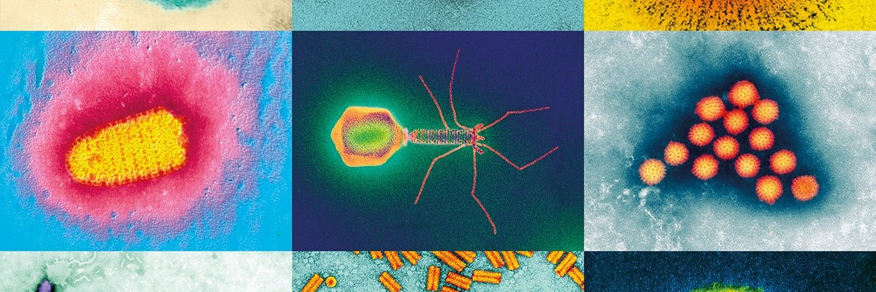 Sema Sgaier, PhD banner