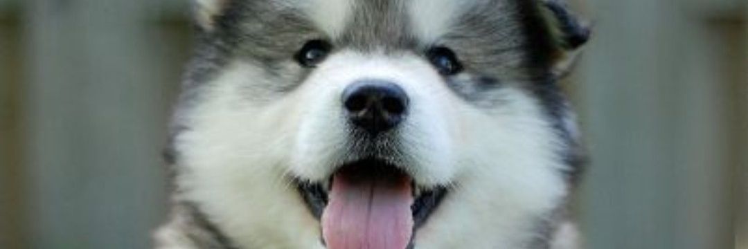waughalison's profile banner image