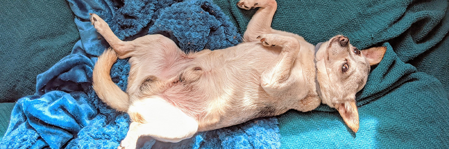 🇵🇸 Free Palestine 🇵🇸 banner