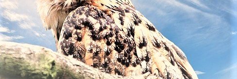 MLRobertswriter's profile banner image