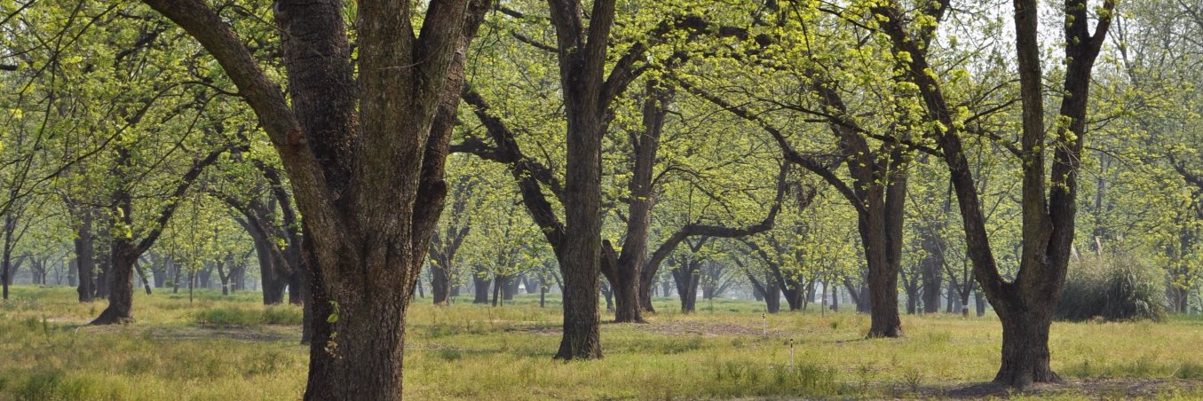 Anita Gail Jones banner