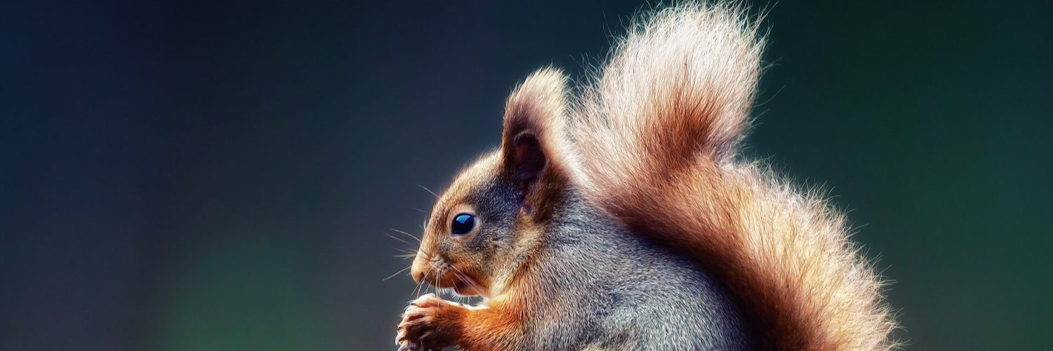 squirrels_class's profile banner image