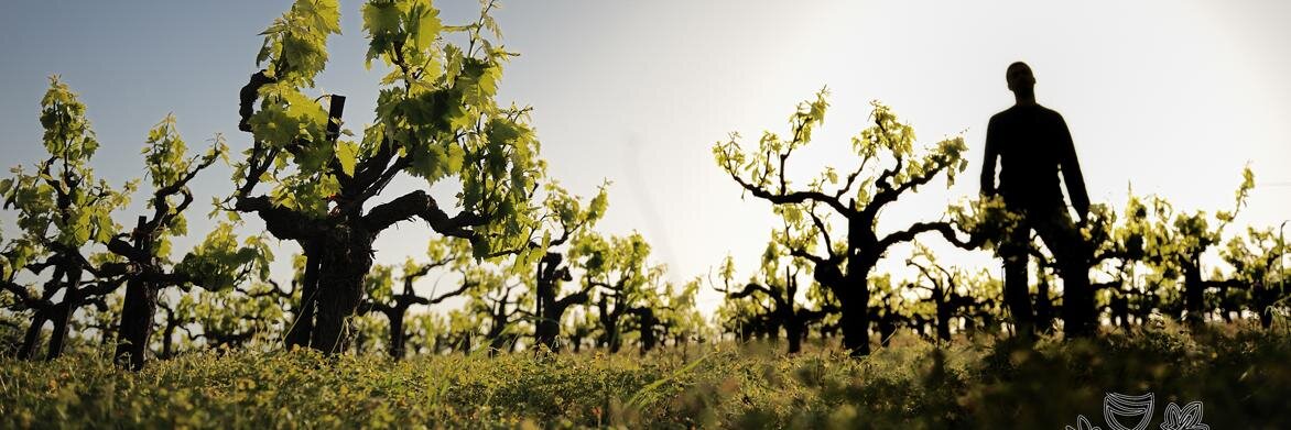 winesofcrete's profile banner image