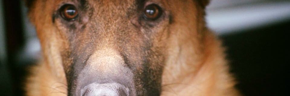 amber_cabeke's profile banner image