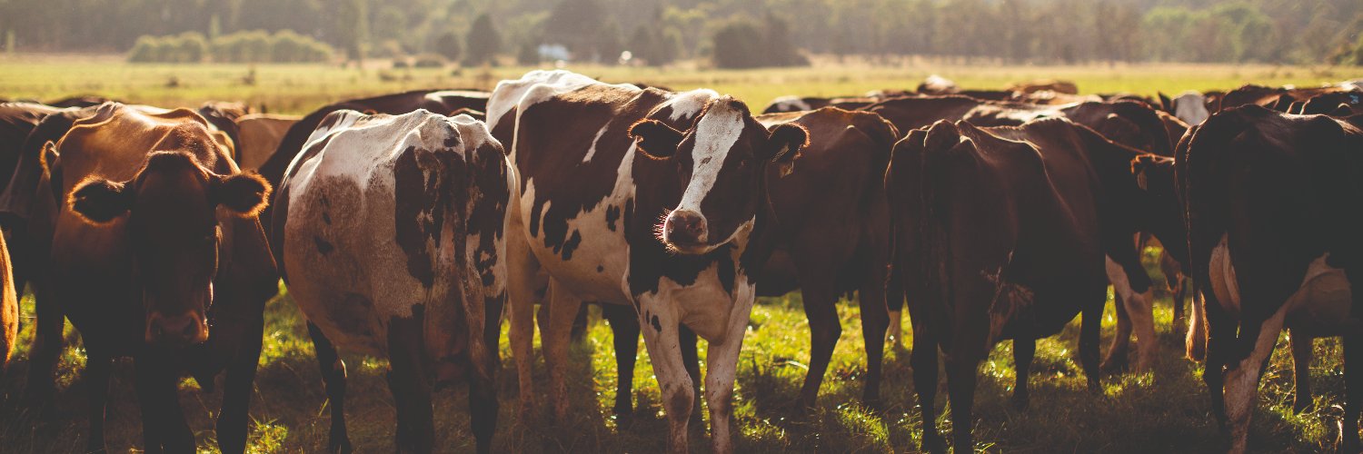 AshgroveCheese's profile banner image