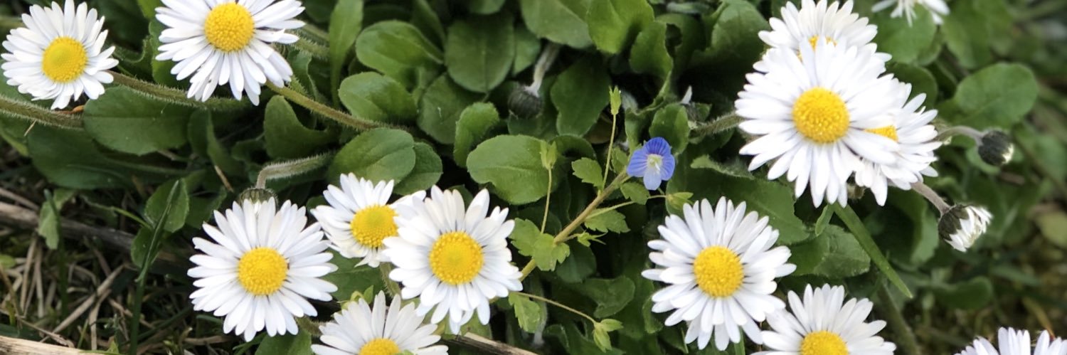 st banner