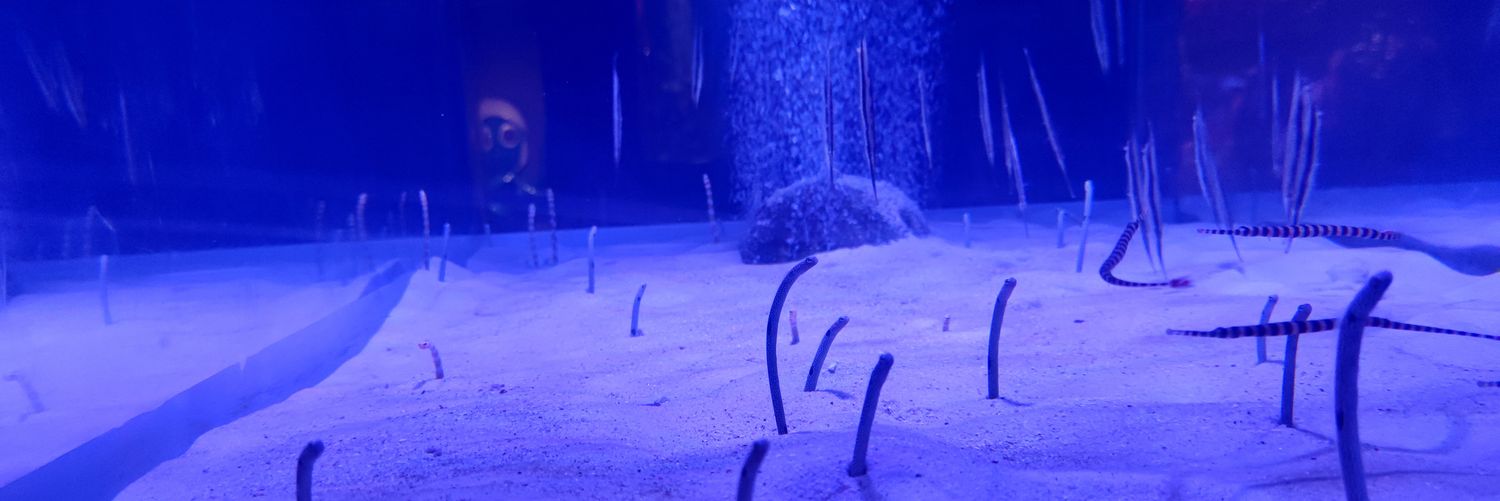hhalidah_'s profile banner image