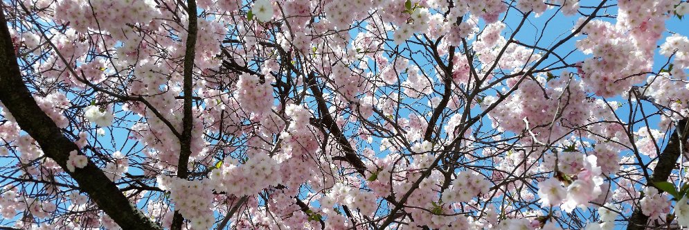 Fred Roth 🇨🇦🌻📎 banner