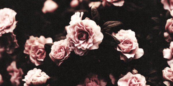 danibernald's profile banner image