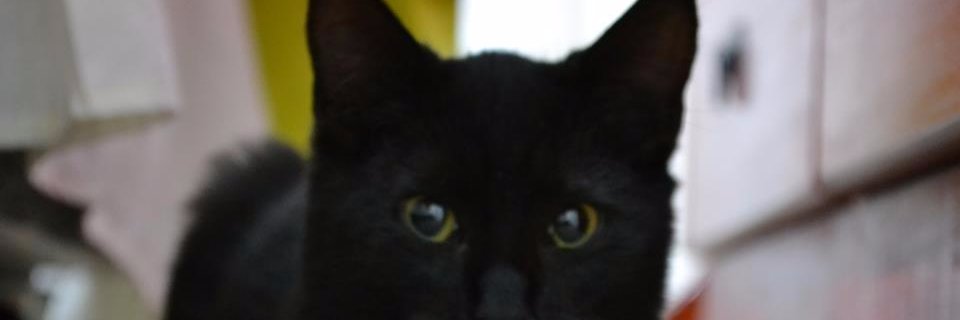 MadyCampos's profile banner image