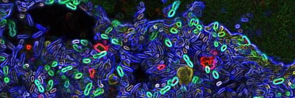 baerboletta Profile Banner