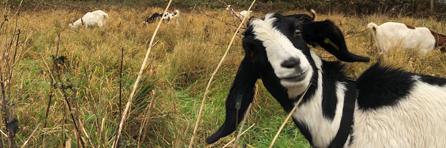 streetgoats's profile banner image