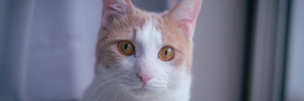 TKG_DANIEL Profile Banner