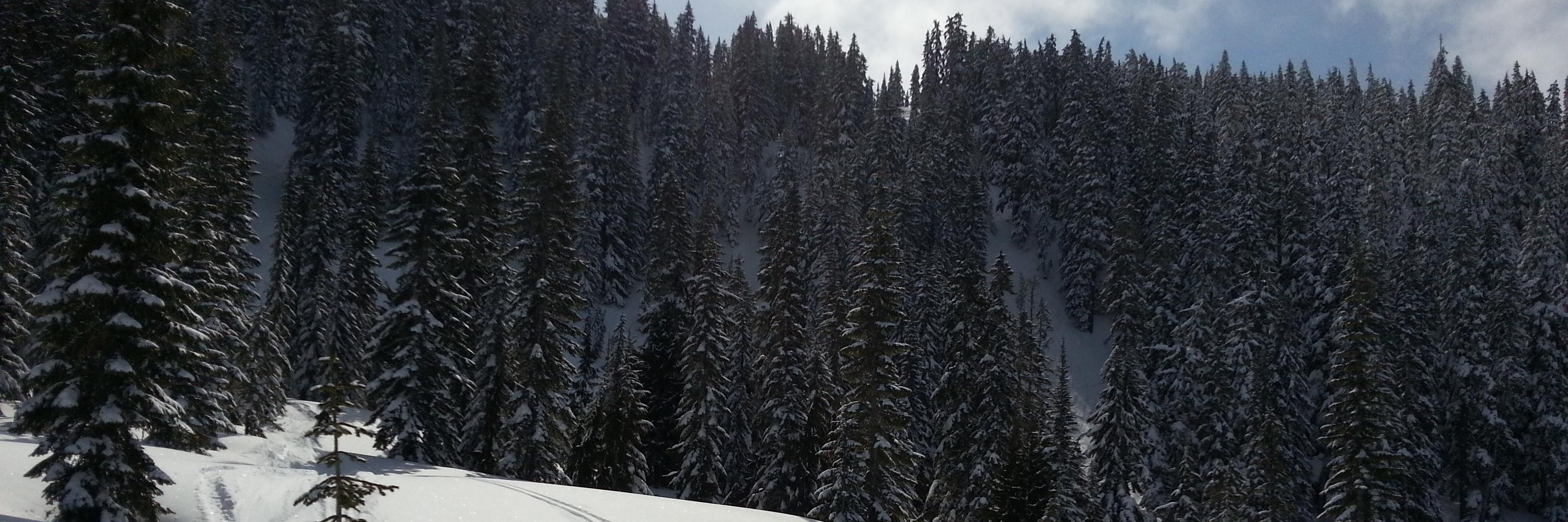 SeattleIsWeird's profile banner image