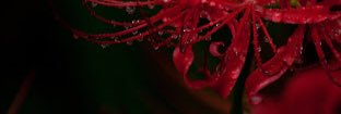 sinano831's profile banner image