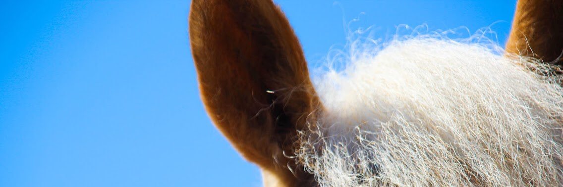 CalumetteHood's profile banner image
