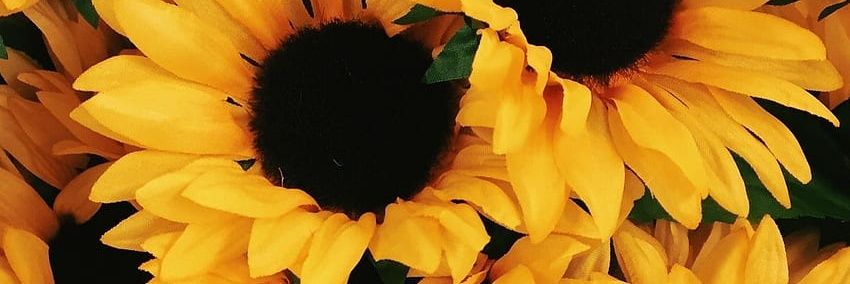 kokotherealg's profile banner image