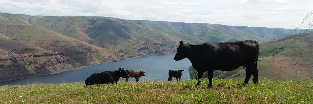 Bar R Cattle Company banner