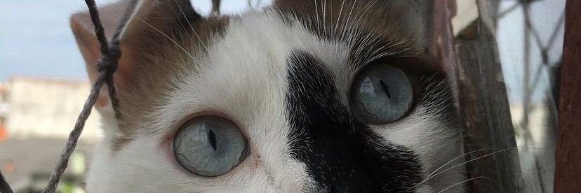 arielmodara's profile banner image