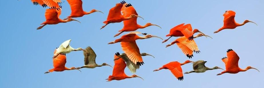 birdwatching_co's profile banner image