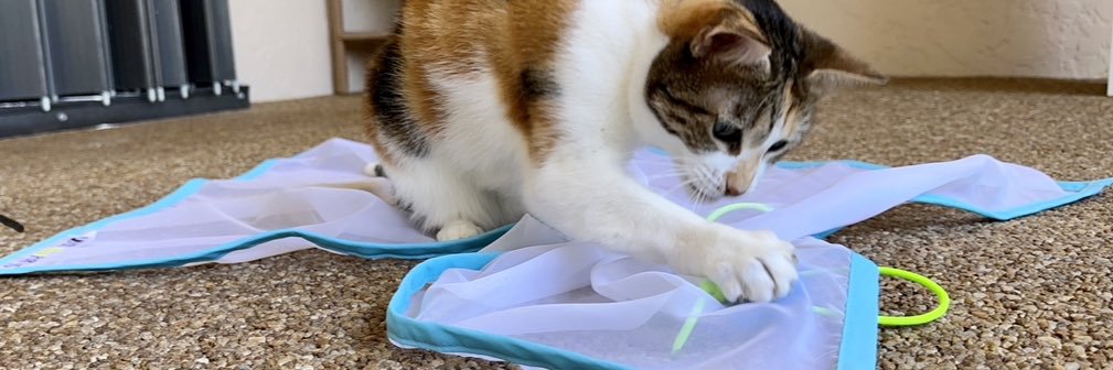 SheerFun4Cats's profile banner image