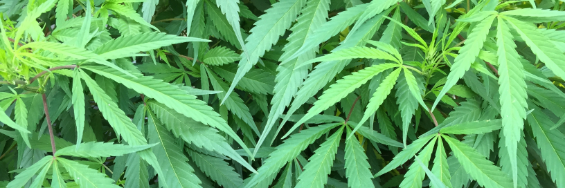 mariguana's profile banner image