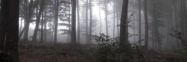 morceptin's profile banner image