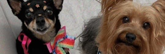 Michele Mayra banner