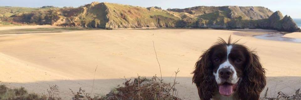 Tom Generalovic banner