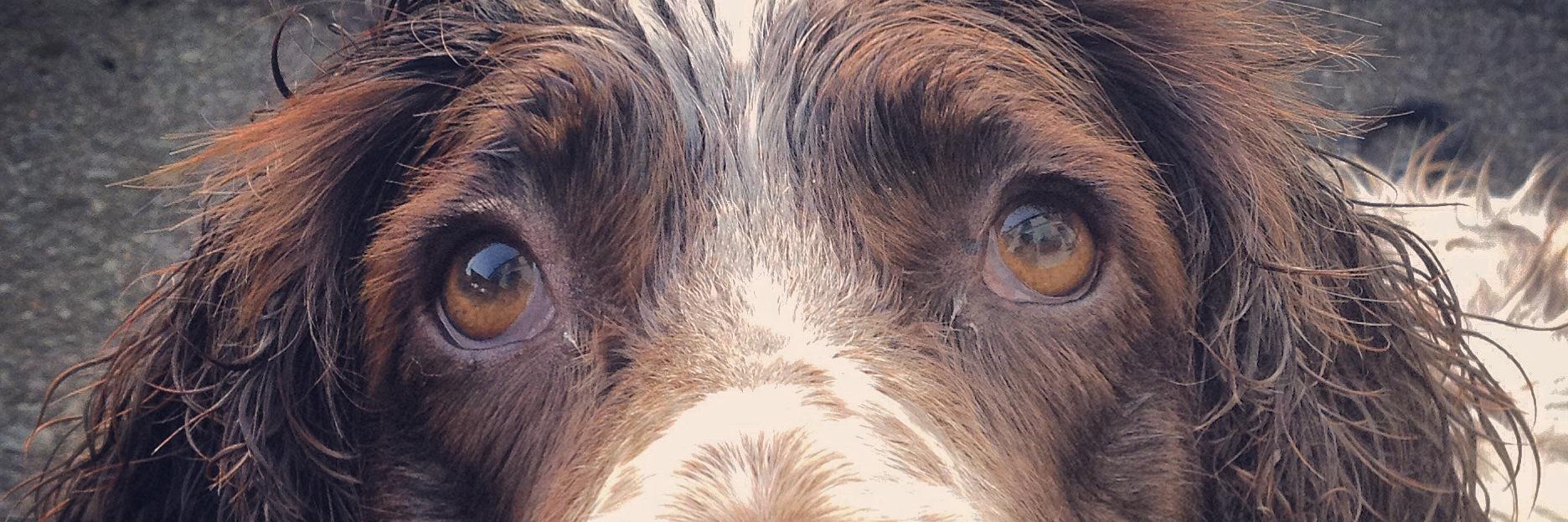 Della Harris 💙 banner