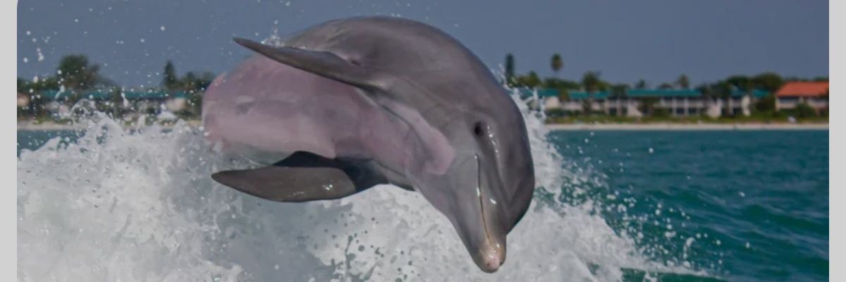 Tiki 🌴🍹🇺🇸 banner