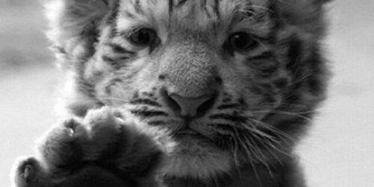 NikoYoung3's profile banner image