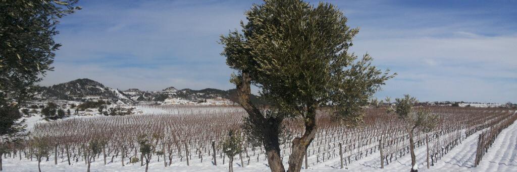 Sandro Johnny Saadé banner