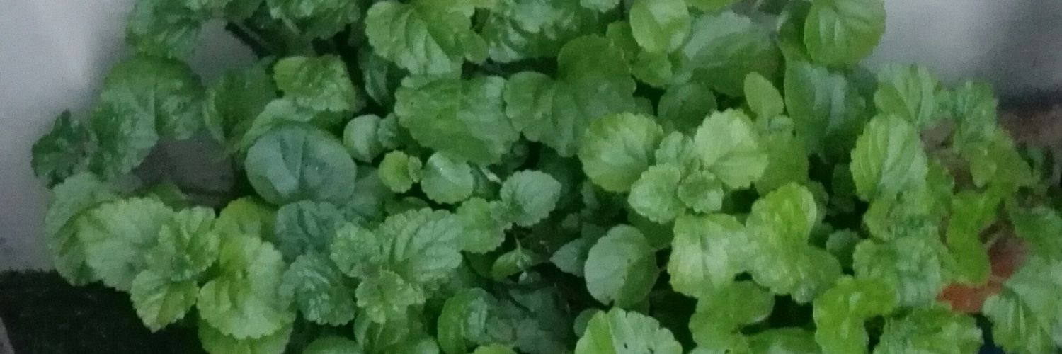wallies21's profile banner image