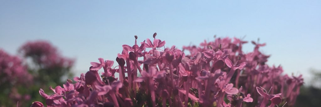 emillheim14's profile banner image