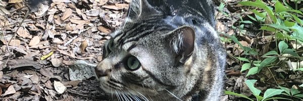dr__ice_ Profile Banner