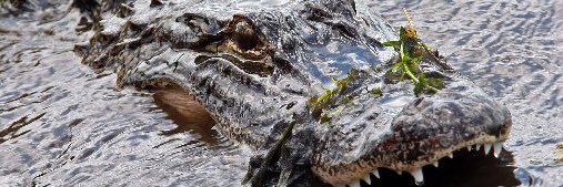 Coach Andy Dent banner