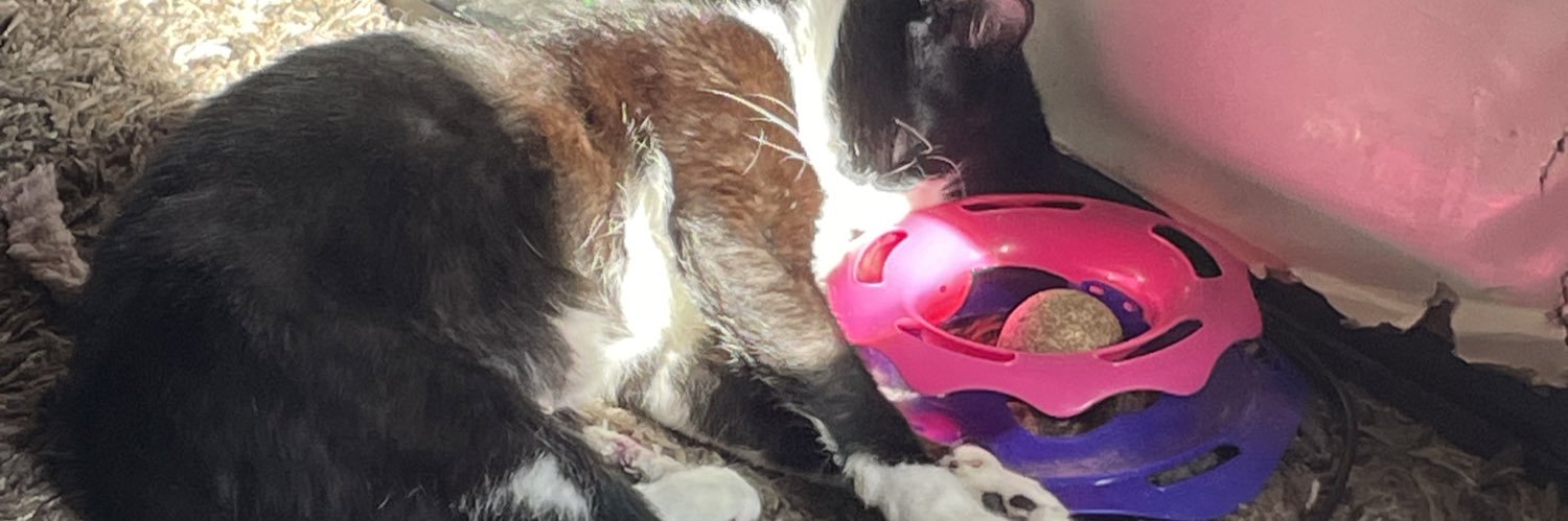 okdipshit's profile banner image