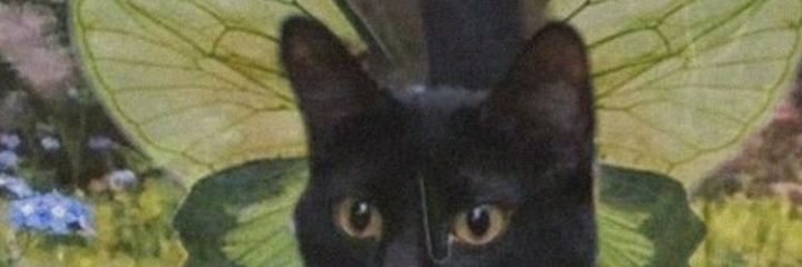 santilli69's profile banner image