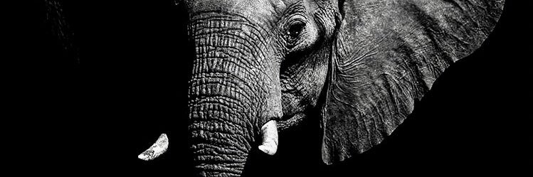 T banner