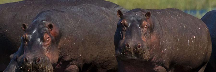 fHippo2020's profile banner image
