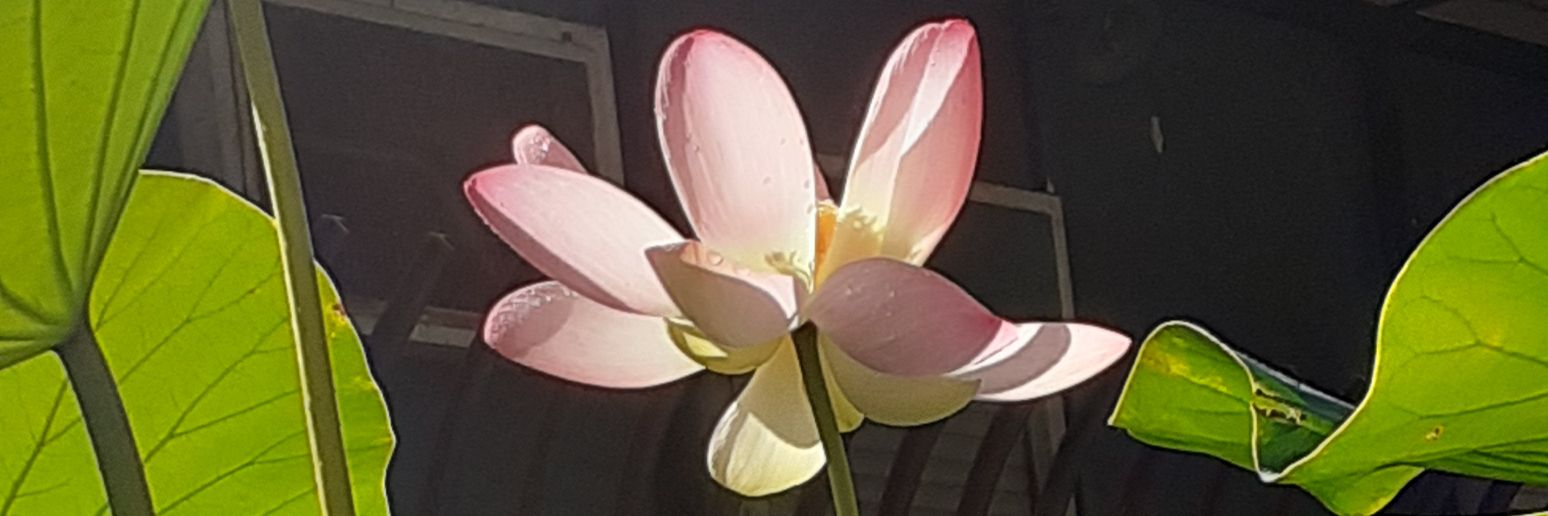 PanichiGiacinta's profile banner image