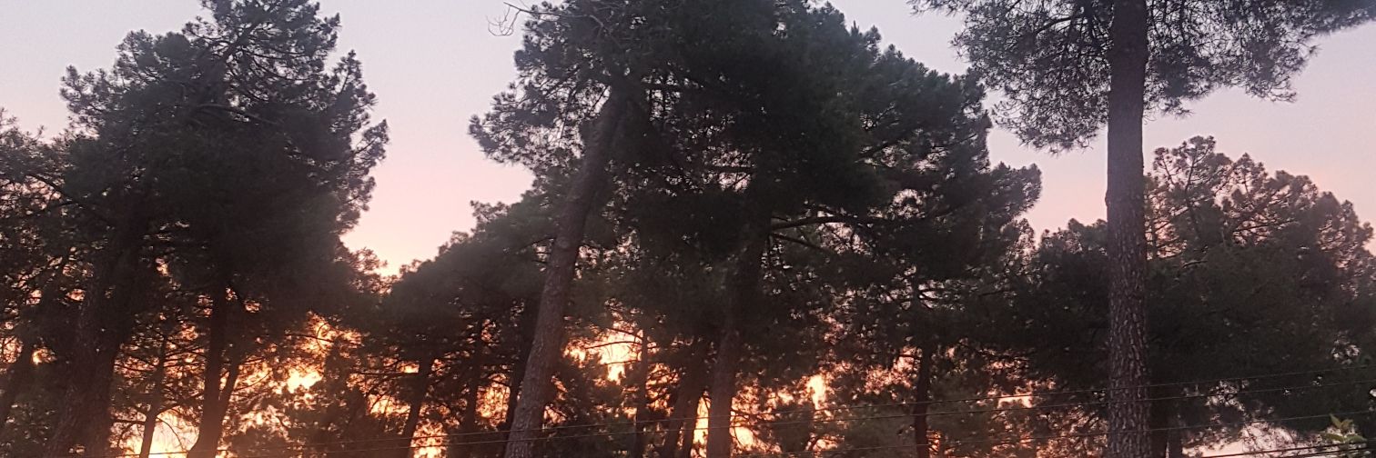 Alba🧚‍♀️ banner