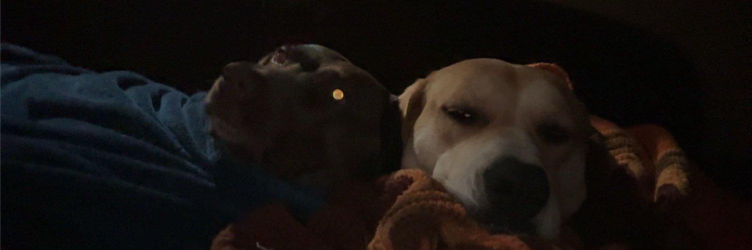 cherbearrz's profile banner image