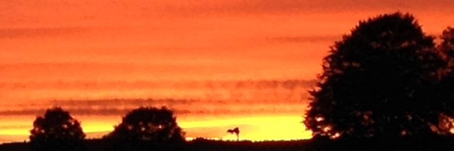sievey75's profile banner image