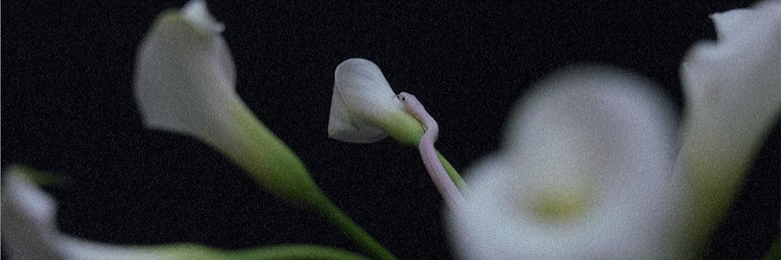 Animals As Leaders banner