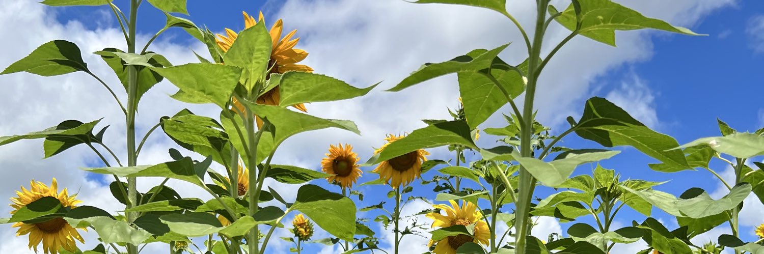 flacaaLino's profile banner image