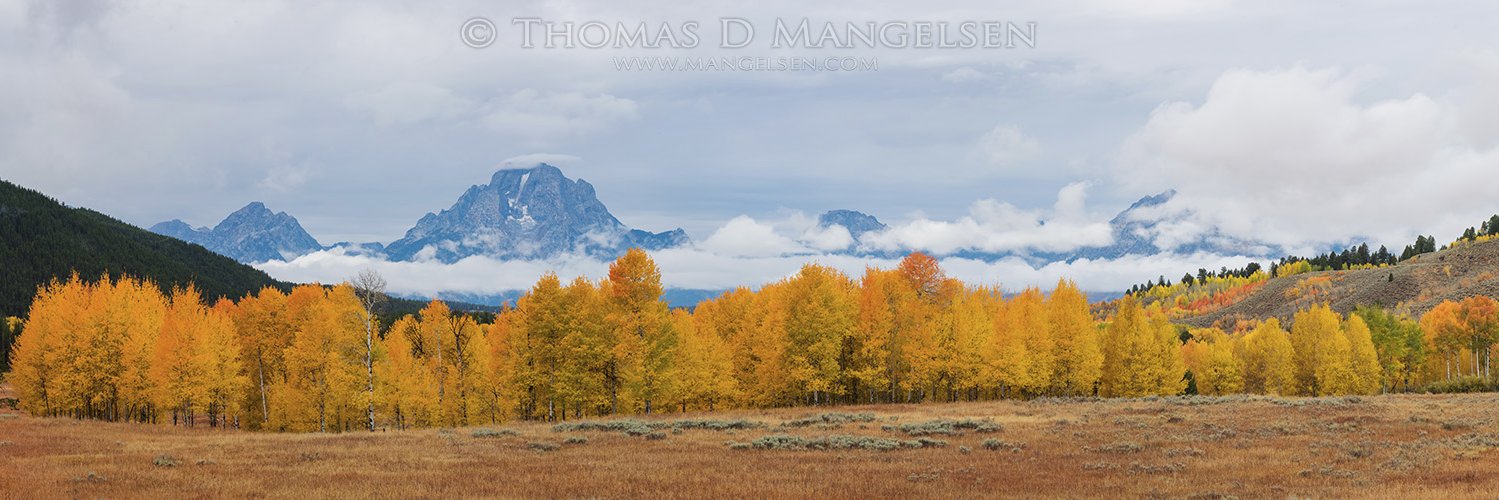 Thomas D Mangelsen banner