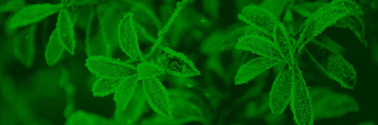 SvgGreen's profile banner image